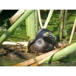 Least Grebe. Photo by Rick Taylor. Copyright Borderland Tours. All rights reserved.