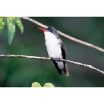 Violet-crowned Hummingbird. Photo by C. Allan Morgan. All rights reserved.