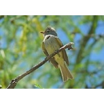 Northern Beardless-Tyrannulet. Photo by Rick Taylor. Copyright Borderland Tours. All rights reserved.