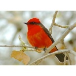 Vermilion Flycatcher. Photo by Rick Taylor. Copyright Borderland Tours. All rights reserved. 