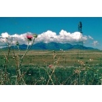 Santa Rita Mountains. Photo by Rick Taylor. Copyright Borderland Tours. All rights reserved.