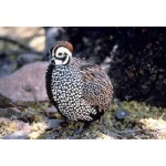 Montezuma Quail.  Photo by C. Allan Morgan. All rights reserved.