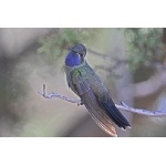 Blue-throated Hummingbird. Photo by C. Alan Morgan. All rights reserved.