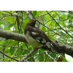 Aztec Thrush. Photo by Rick Taylor. Copyright Borderland Tours. All rights reserved.