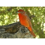 Hepatic Tanager. Photo by Rick Taylor. Copyright Borderland Tours. All rights reserved. 