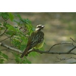 Sulphur-bellied Flycatcher. Photo by Rick Taylor. Copyright Borderland Tours. All rights reserved. 