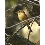 Buff-breasted Flycatcher. Photo by Rick Taylor. Copyright Borderland Tours. All rights reserved.