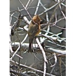 Tufted Flycatcher, Chiricahua Mountains, May 2008. Photo by Rick Taylor. Copyright Borderland Tours. All rights reserved.