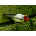 Red-faced Warbler at Barfoot Spring. Photo by Rick Taylor. Copyright Borderland Tours. All rights reserved.