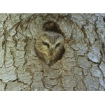 Northern Saw-whet Owl. Photo by Noel Snyder. All rights reserved.