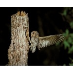 Flammulated Owl. Photo by Noel Snyder. All rights reserved.