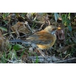 Rufous-backed Robin, female. Photo by Rick Taylor. Copyright Borderland Tours. All rights reserved.