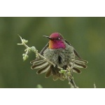 Anna's Hummingbird. Photo by Rick Taylor. Copyright Borderland Tours. All rights reserved.