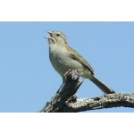 Rufous-winged Sparrow. Photo by Rick Taylor. Copyright Borderland Tours. All rights reserved.   