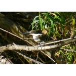 Green Kingfisher. Photo by Rick Taylor. Copyright Borderland Tours. All rights reserved. 