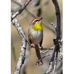 Rufous-capped Warbler. Photo by Rick Taylor. Copyright Borderland Tours. All rights reserved.