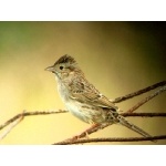 Cassin's Sparrow. Photo by Rick Taylor. Copyright Borderland Tours. All rights reserved.