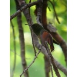 Berylline Hummingbird. Photo by Rick Taylor. Copyright Borderland Tours. All rights reserved.