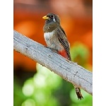 Female Elegant Trogon.  Photo by Bob Wenrick. All rights reserved.