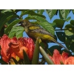 Black-cowled Oriole. Photo by Larry Sassaman. All rights reserved.