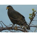 Cuban Black Hawk. Photo by Larry Sassaman. All rights reserved.