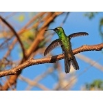 Cuban Emerald male. Photo by C. Allan Morgan. All rights reserved.