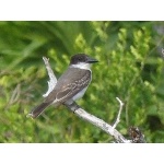 Giant Kingbird. Photo by Larry Sassaman. All rights reserved.