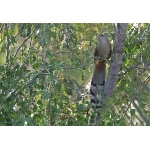 Giant Lizard-Cuckoo. Photo by C. Allan Morgan. All rights reserved.