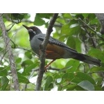 Red-legged Thrush. Photo by Larry Sassaman. All rights reserved.