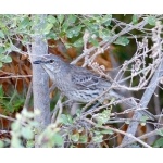 Bahama Mockingbird. Photo by Rick Taylor. Copyright Borderland Tours. All rights reserved.