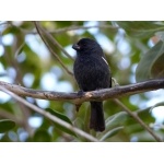 Cuban Bullfinch. Photo by Rick Taylor. Copyright Borderland Tours. All rights reserved.