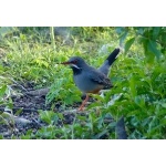 Red-legged Thrush. Photo by Rick Taylor. Copyright Borderland Tours. All rights reserved.