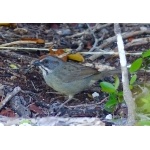 Zapata Sparrow. Photo by Rick Taylor. Copyright Borderland Tours. All rights reserved.