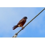 American Kestrel, Caribbean rufous morph. Photo by Rick Taylor. Copyright Borderland Tours. All rights reserved.