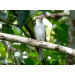 Cuban Solitaire. Photo by Rick Taylor. Copyright Borderland Tours. All rights reserved.