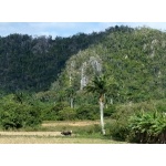 Ox cart with magote rock formation in Western Cuba. Photo by Rick Taylor. Copyright Borderland Tours. All rights reserved.