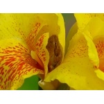 Cuban Tree Frog in Blossom. Photo by Rick Taylor. Copyright Borderland Tours. All rights reserved.