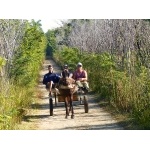 Horse cart at La Turba. Photo by Rick Taylor. Copyright Borderland Tours. All rights reserved.