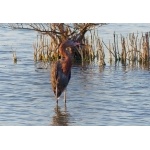 Reddish Egretat Zapata Marsh. Photo by Rick Taylor. Copyright Borderland Tours. All rights reserved.