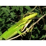 Knight Anole at Zapata Marsh. Photo by John Yerger  All rights reserved.