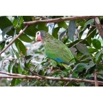 Cuban Parrot. Photo by John Yerger  All rights reserved.