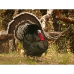Wild Turkey. Photo by Rick Taylor. Copyright Borderland Tours. All rights reserved. 