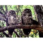 Spotted Owls. Photo by Rick Taylor. Copyright Borderland Tours. All rights reserved.