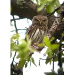 Northern Pygmy-Owl. Photo by Rick Taylor. Copyright Borderland Tours. All rights reserved.   