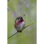 Calliope Hummingbird. Photo by Bob Wenrick. All rights reserved.