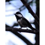 Mexican Chickadee, endemic to the Chiricahua Mountains on public lands in the United States. Photo by Rick Taylor. Copyright Borderland Tours. All rights reserved. 