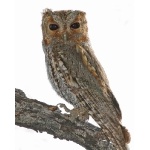 Flammulated Owl. Pete Grube. All rights reserved.