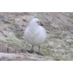 Snowy Sheathbill. Photo by Adam Riley. All rights reserved.