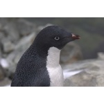 Adelie Penguin. Photo by Adam Riley. All rights reserved.