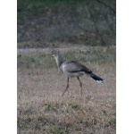 Red-legged Seriema. Photo by Rick Taylor. Copyright Borderland Tours. All rights reserved.